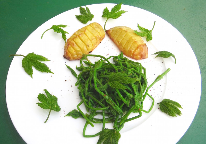Hopfensprossen