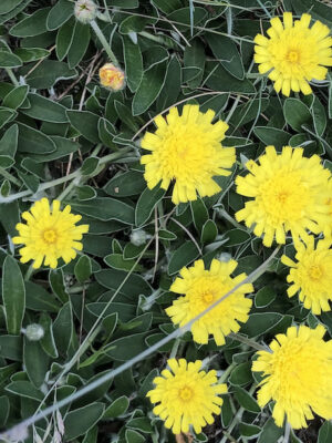 Hieracium pilosella