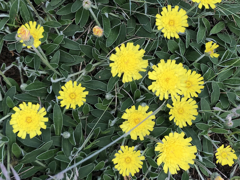 Hieracium pilosella