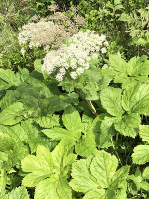 Peucedanum osthrutium