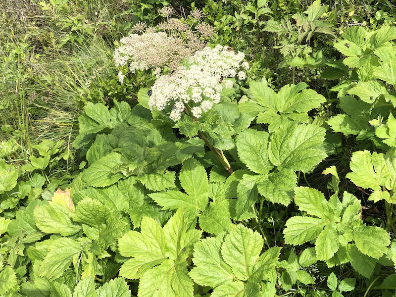Peucedanum osthrutium