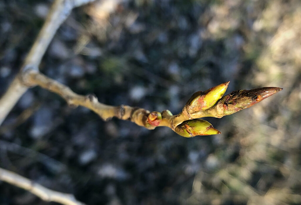 Knospen