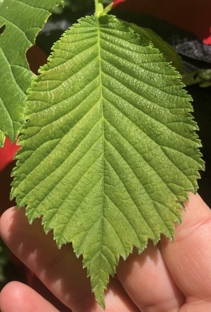 Bergulme Blatt