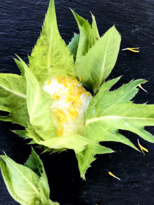 Kohldistel