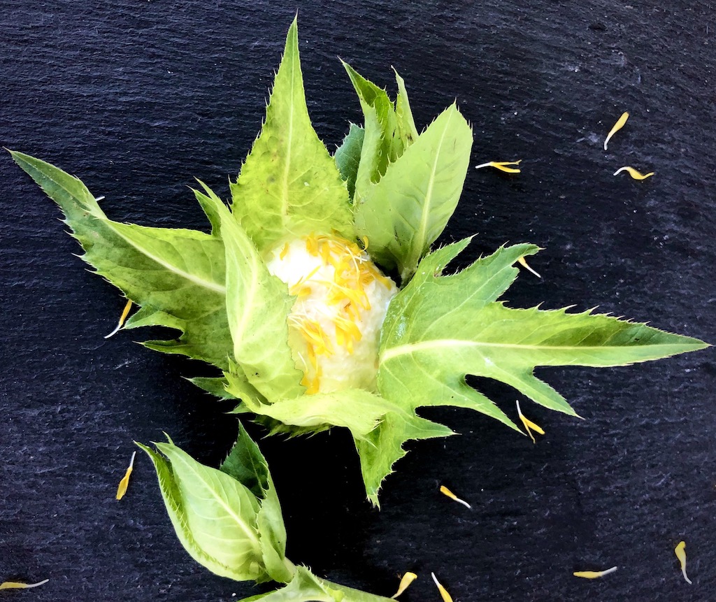 Distelfrischkäse