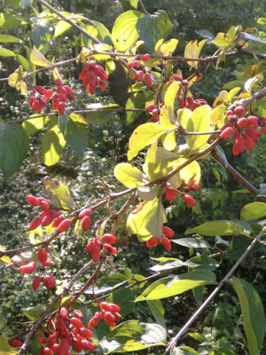 Berberis vulgaris