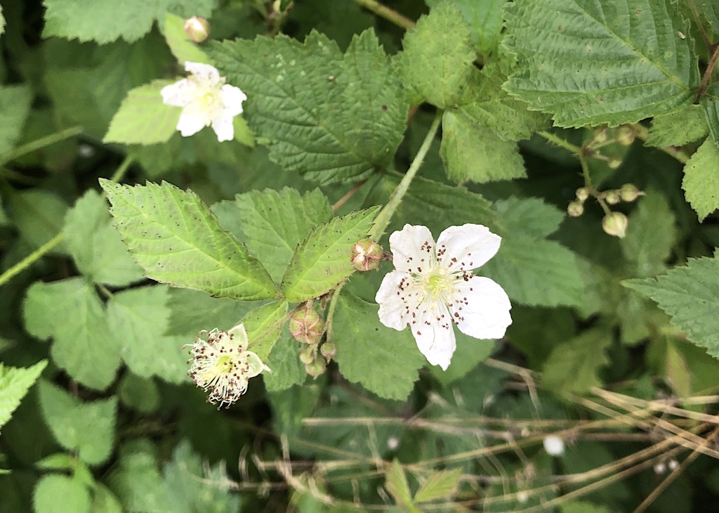 Blüte Kratzbeere
