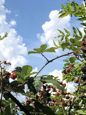 Rubus fruticosus