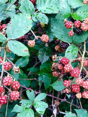 Rubus fruticosus