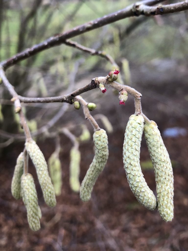 Haselkätzchen und weibliche Blüten