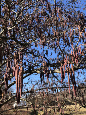 Alnus glutinosa