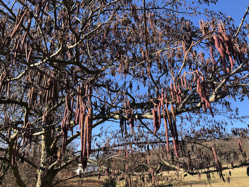 Alnus glutinosa