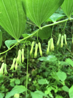 Polygonum multiflorum