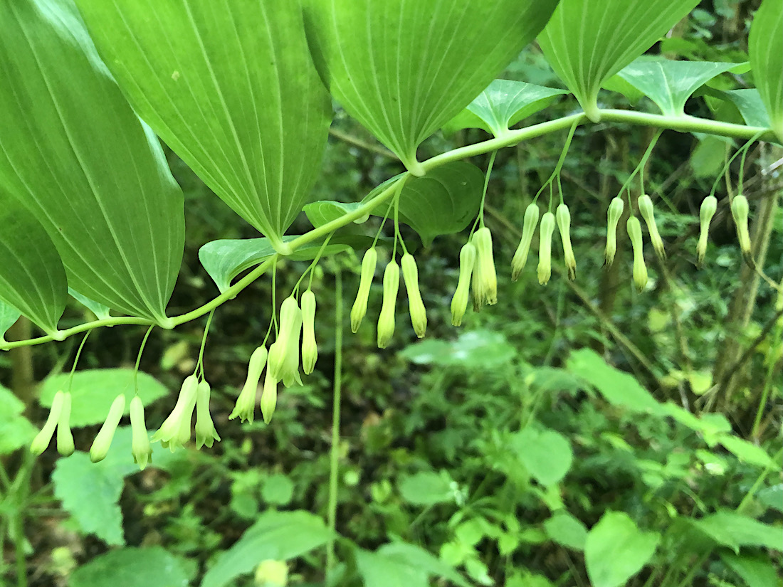 Polygonum multiflorum