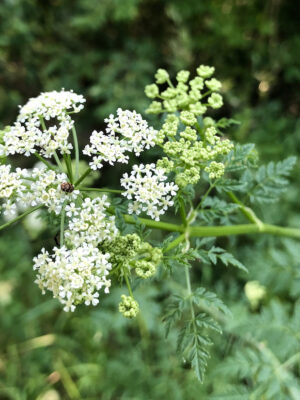 Conium maculatum