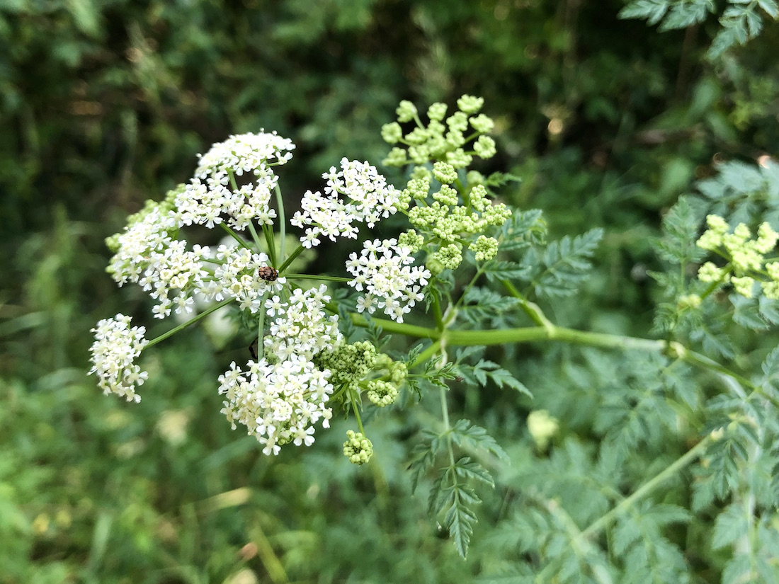 Conium maculatum