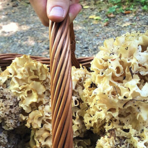 Pilz
