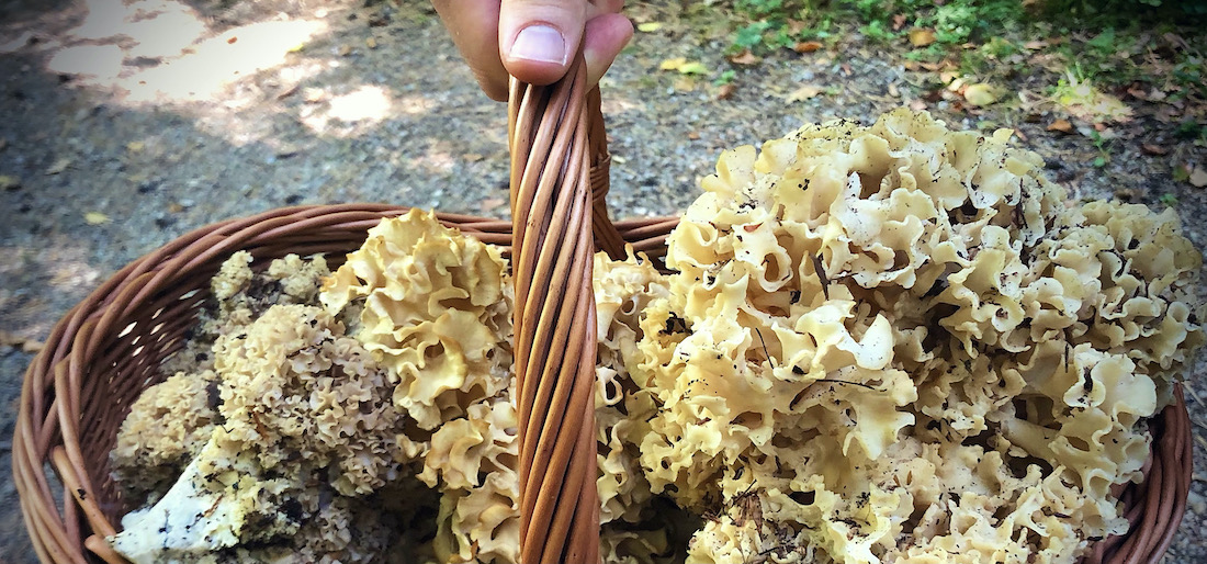 Pilz