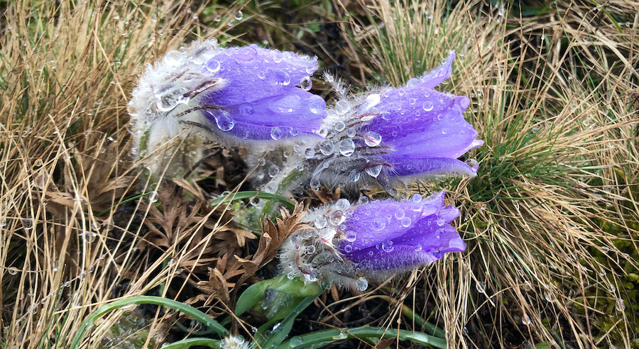 Frühlingsblume