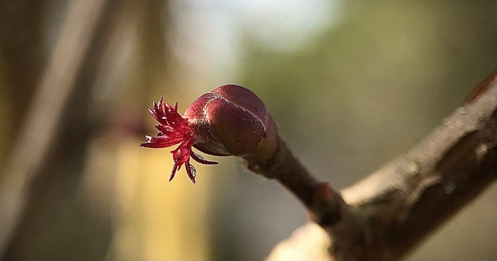Knospe