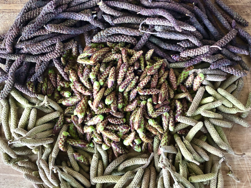 Kätzchen