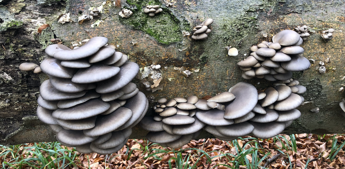 Pleurotus ostreatus