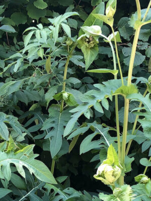 Kohldistel