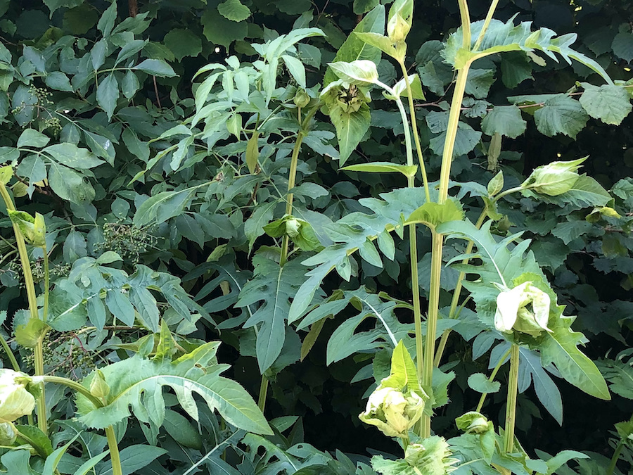 Kohldistel
