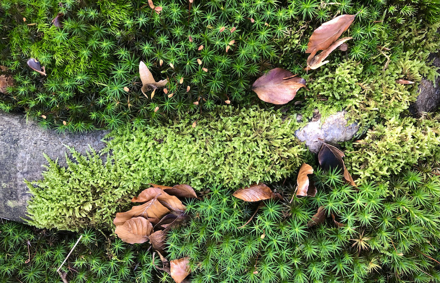Herbst