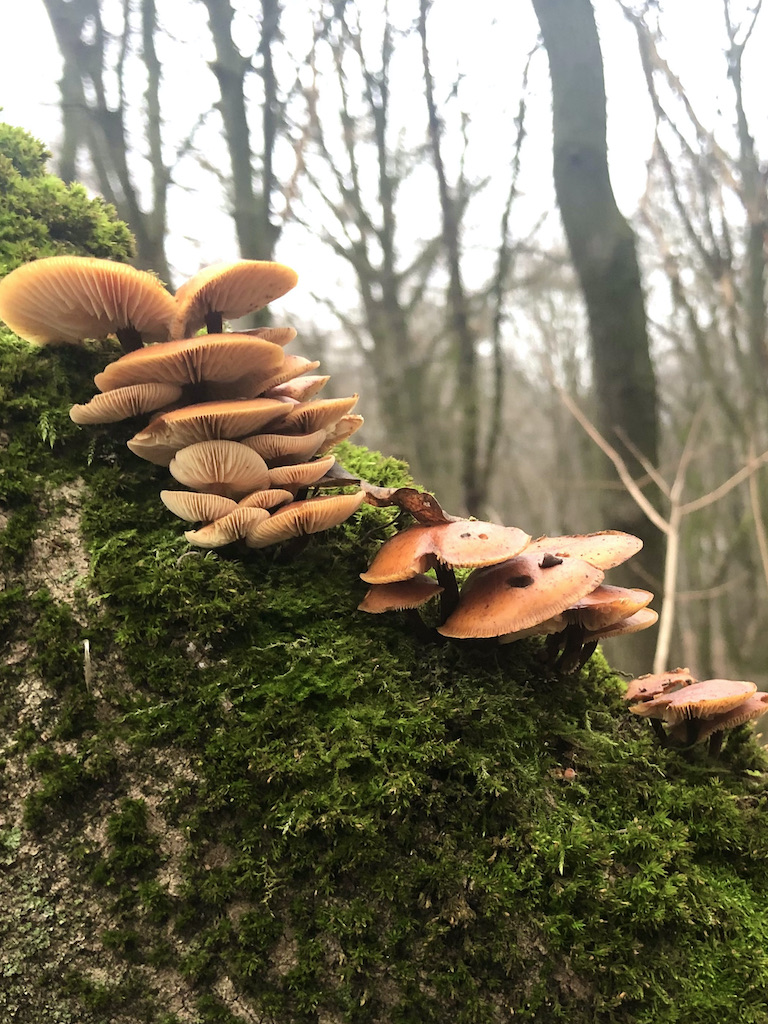 Flammulina velutipes