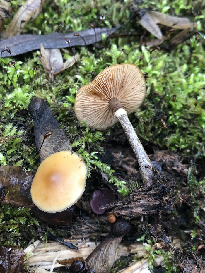 Galerina marginata