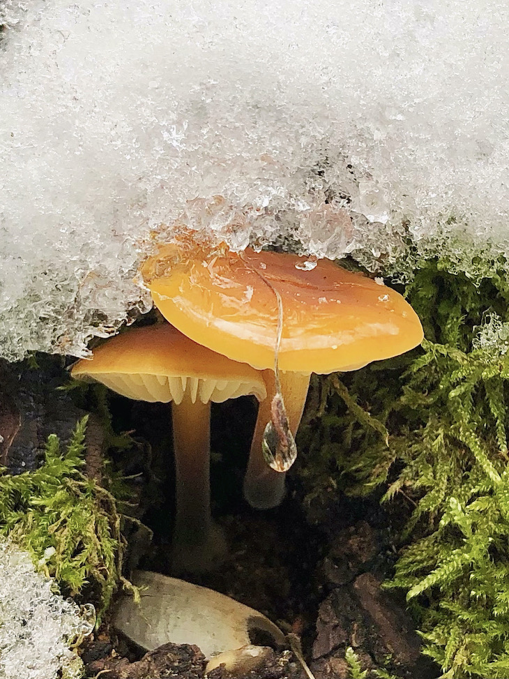Flammulina velutipes