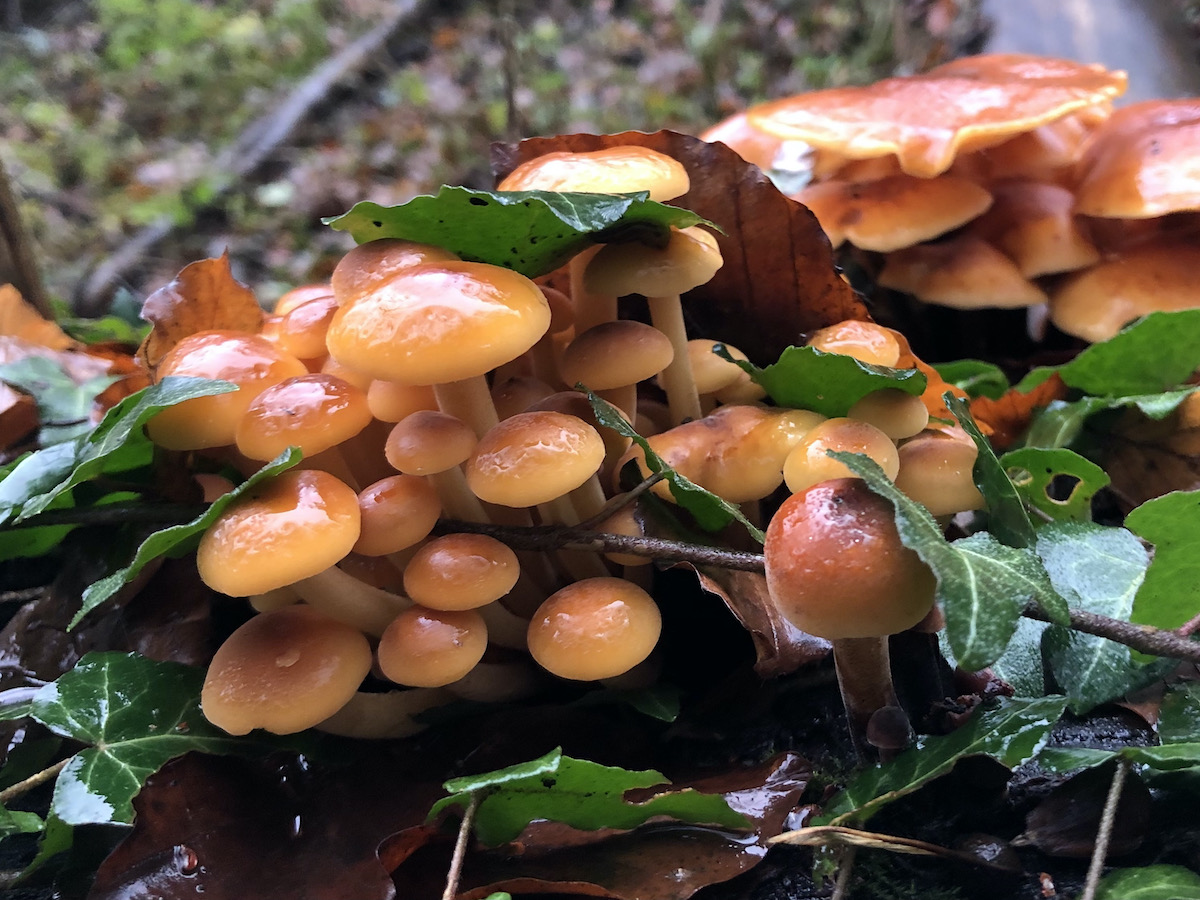 Gemeiner Samtfußrübling