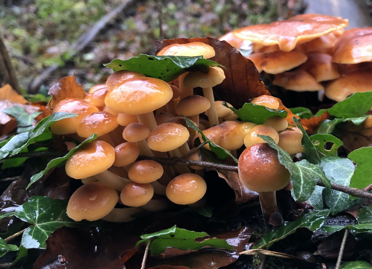 Flammulina velutipes