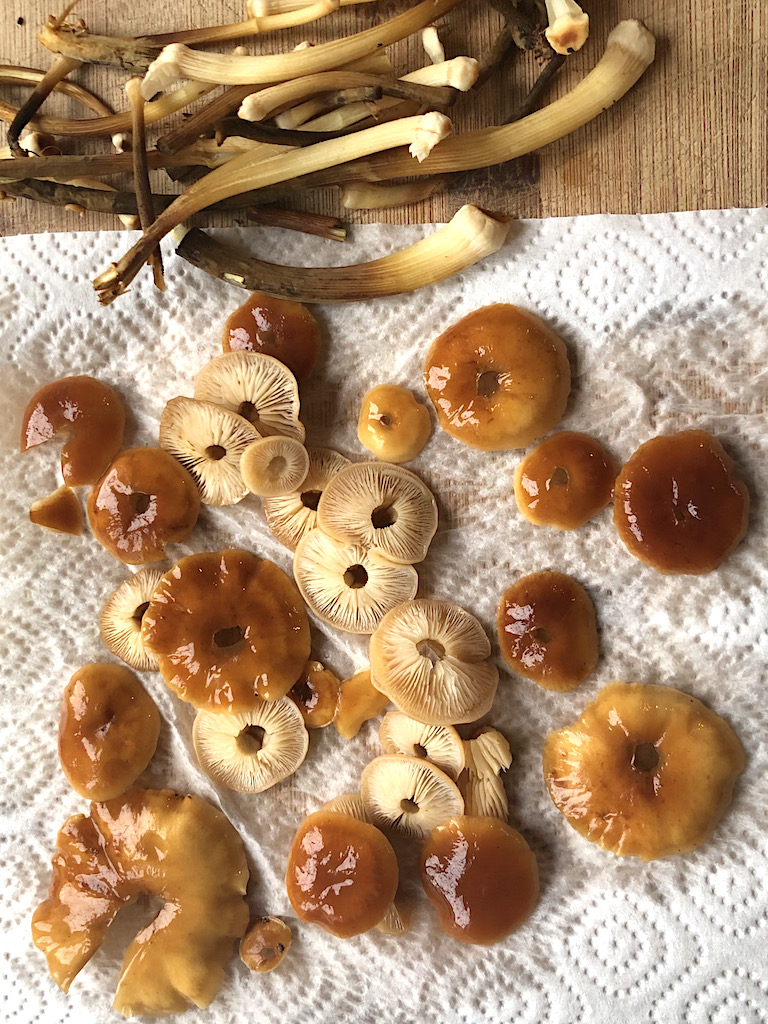 Flammulina Velutipes