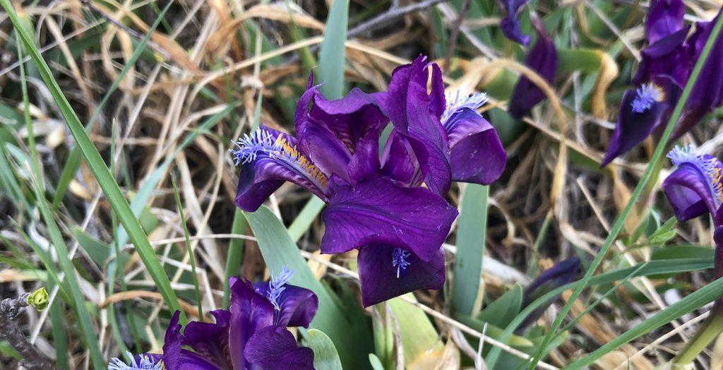 Frühlingsblume