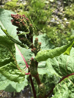 Rumex alpinus