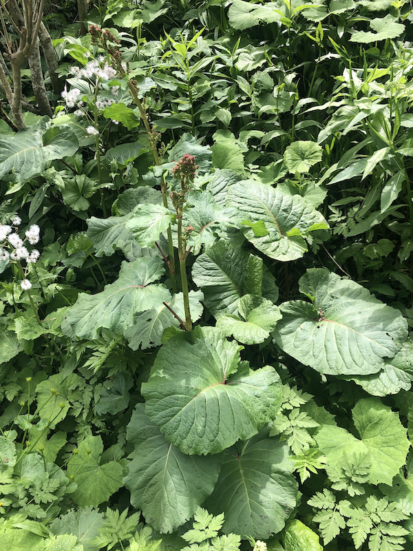 Rumex alpinus