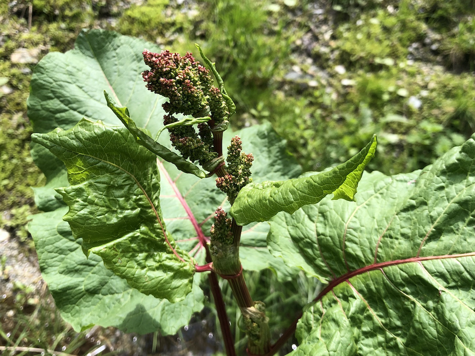 Rumex alpinus