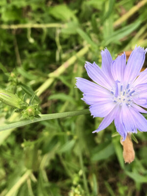 Cichorium intybus