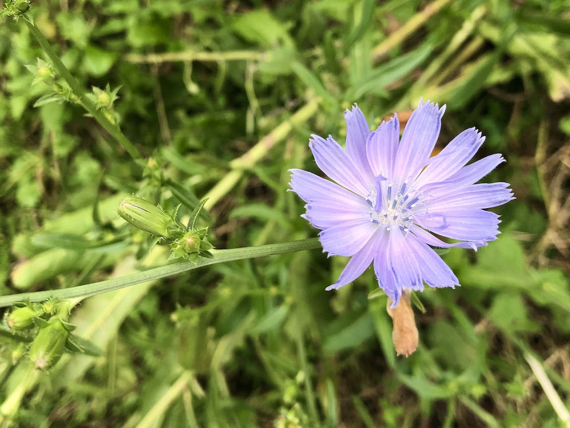 Cichorium intybus