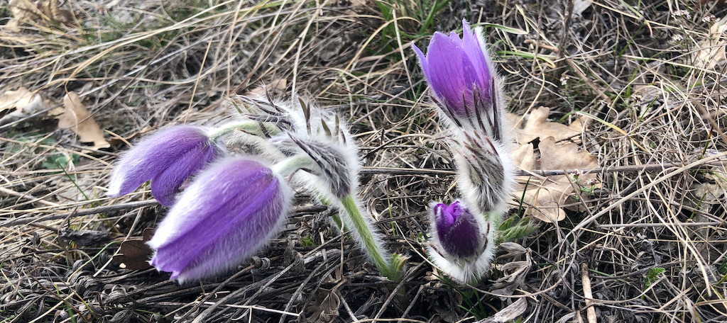 Pulsatilla