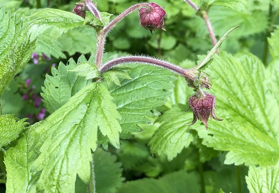 Geum rivale