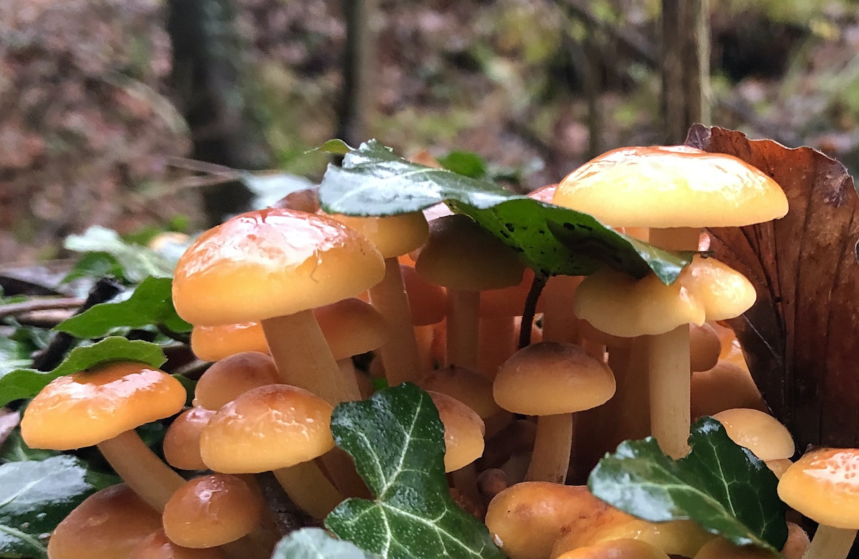 Flammulina velutipes