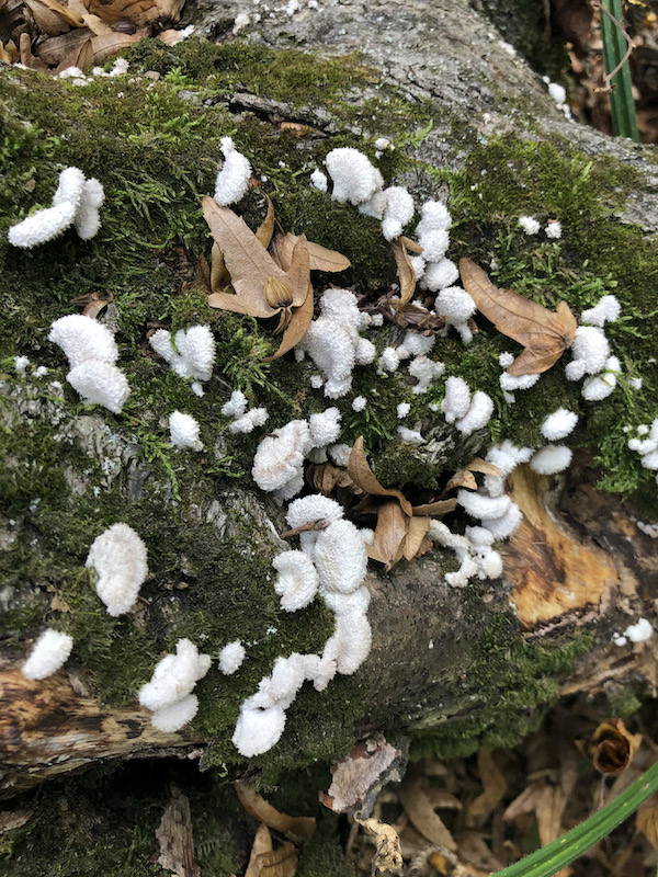 Schizophyllum commune