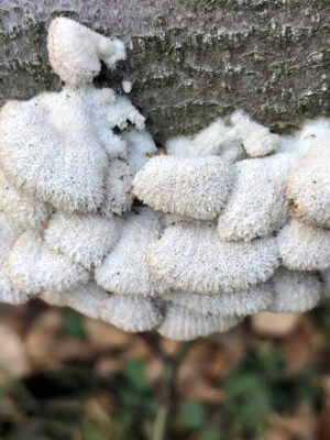 Schizophyllum commune