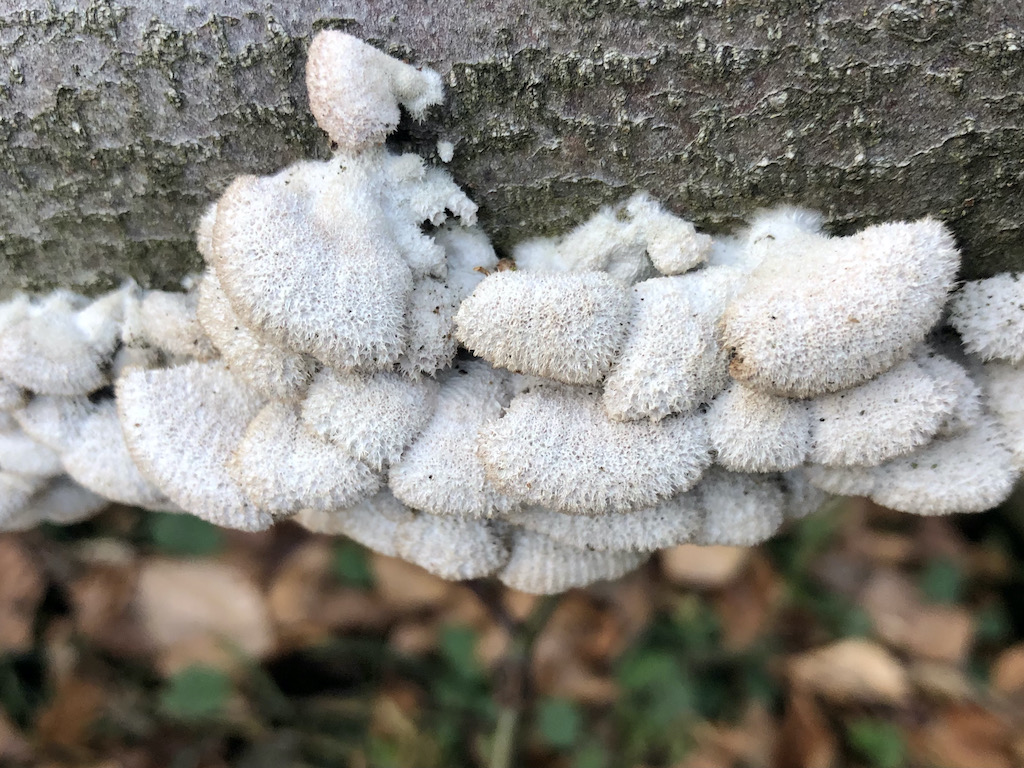Schizophyllum commune