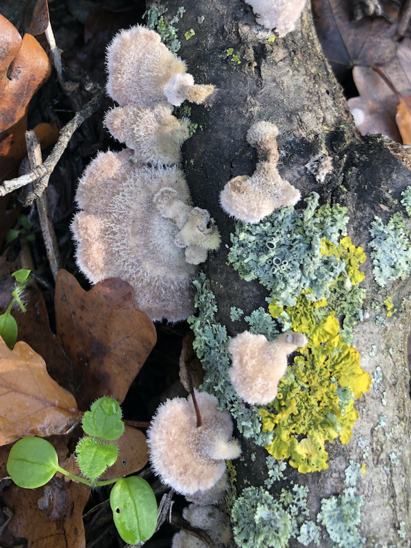 Schizophyllum commune