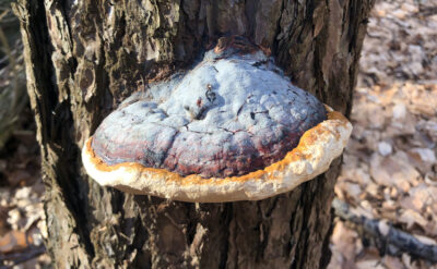 Fomitopsis pinicula