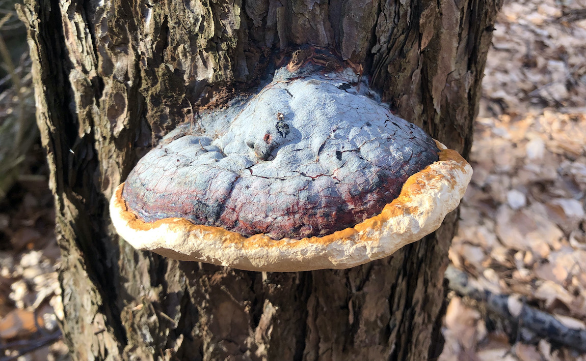Fomitopsis pinicula